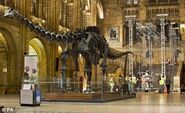 The famous Diplodocus in London Natural History Museum