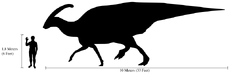 Comparison;human&parasaurolophus