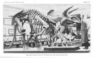 Sharp smithsonian1920 triceratops