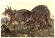 32 prean burian triceratops