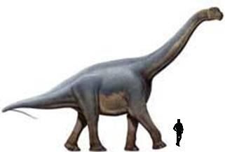 Aragosaurus.jpg
