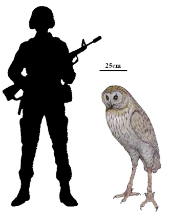 Ornimegalonyx Wiki Dino Fandom