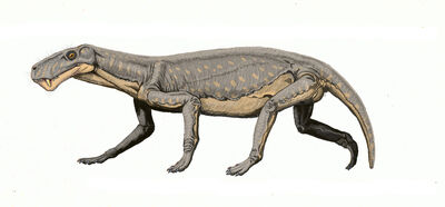 Lycaenops.jpg