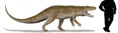 Ornithosuchus.jpg