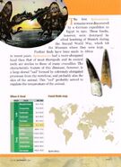 Spinosaurus Geoworld back