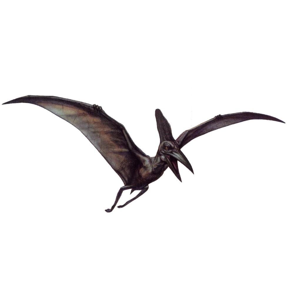 Pterodactyl Pictures & Facts - The Dinosaur Database