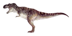 T-rex male.jpg