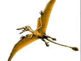 Rhamphorhynchus