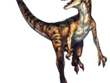 Velociraptor