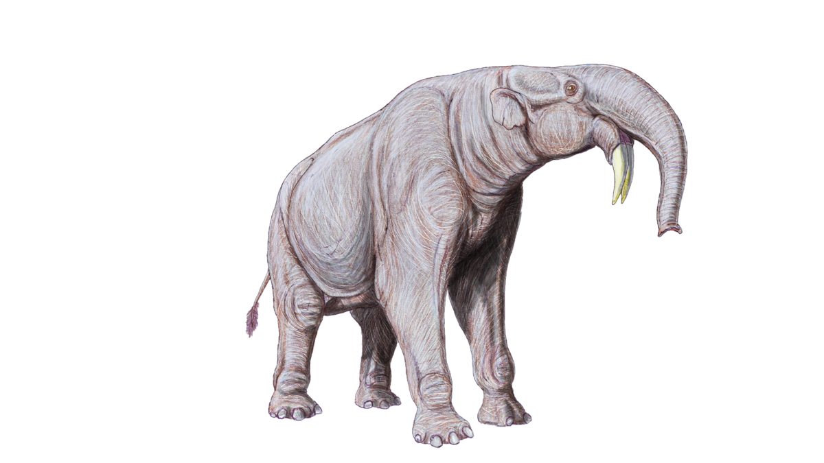 Prehistoric Large Known Elephant Jurassic Dinosaur Deinotherium