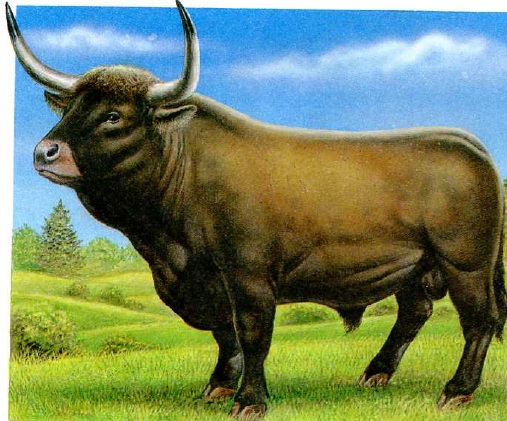 aurochs wild bull