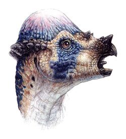Pachycephalosaurus Dinoland Wiki Fandom