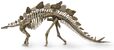 A Stegosaurus skeleton