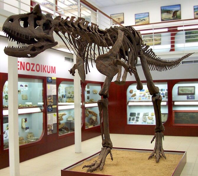 A skeleton of Carnotaurus