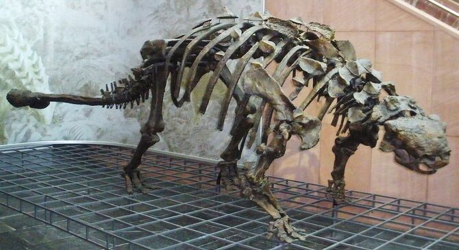 An Ankylosaurus skeleton