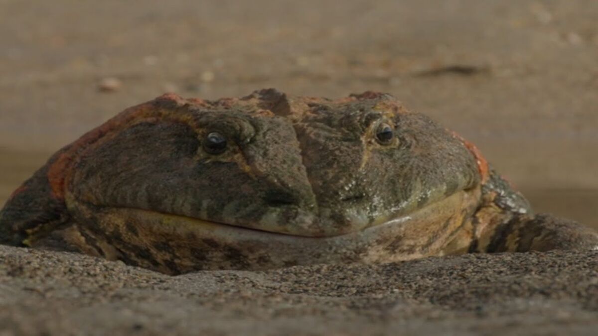 Beelzebufo | Dinopedia: The Game Wiki | Fandom