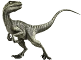 Velociraptor