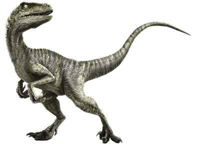 Velociraptor - Wikipedia