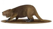 Giant beaver