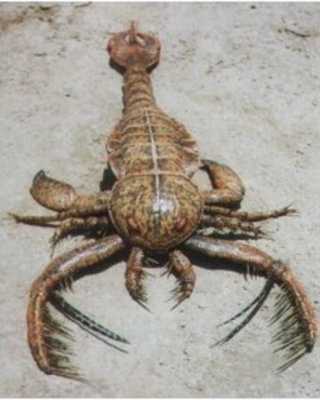 Megalograptus Dinosaur World Wikia Fandom