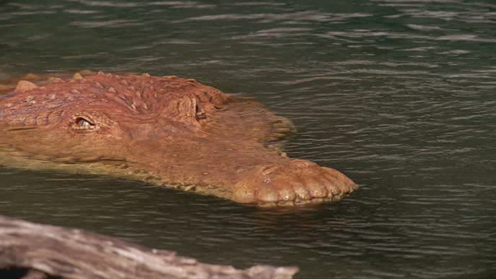 Deinosuchus, Dinopedia