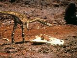 Coelophysis