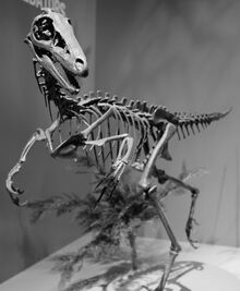 Troodon Perot Museum