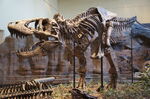 Tyrannosaurus dinosaur.wiki CM 9380.jpg