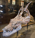 Achelousaurus dinosaur.wiki
