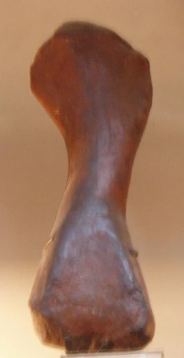 Aepisaurus dinosaur.wiki