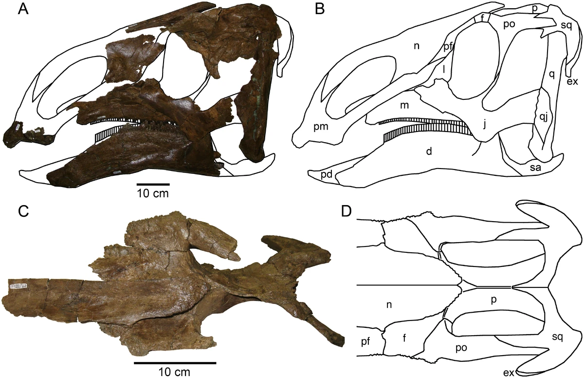 Probrachylophosaurus Dinosaurier Wiki Fandom