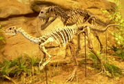 Ceratosaurus & Dryosaurus