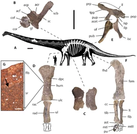 Dreadnoughtus dinosaur.wiki MPM-PV 1156