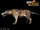Andrewsarchus