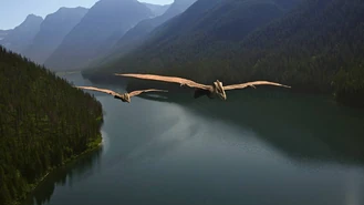 Darwinopterus.jpg (45 KB)