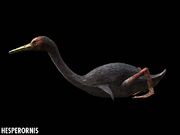 Hesperornis closeup
