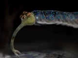 Opabinia