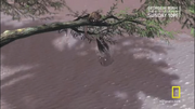 Diplocynodon