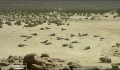 Diadectes.png (431 KB)