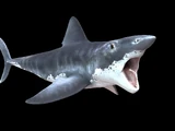 Helicoprion