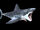 Helicoprion