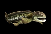 Orthacanthus (1)