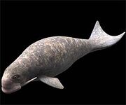 Prehistoric narwal