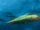 Haikouichthys