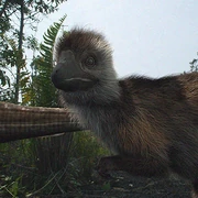 Kulindadromeus zabaikalicus