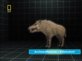 Archaeotherium