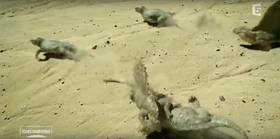 Dimetrodon attaque Diadectes 2.png (471 KB)