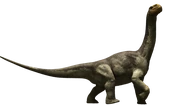 Camarasaurus