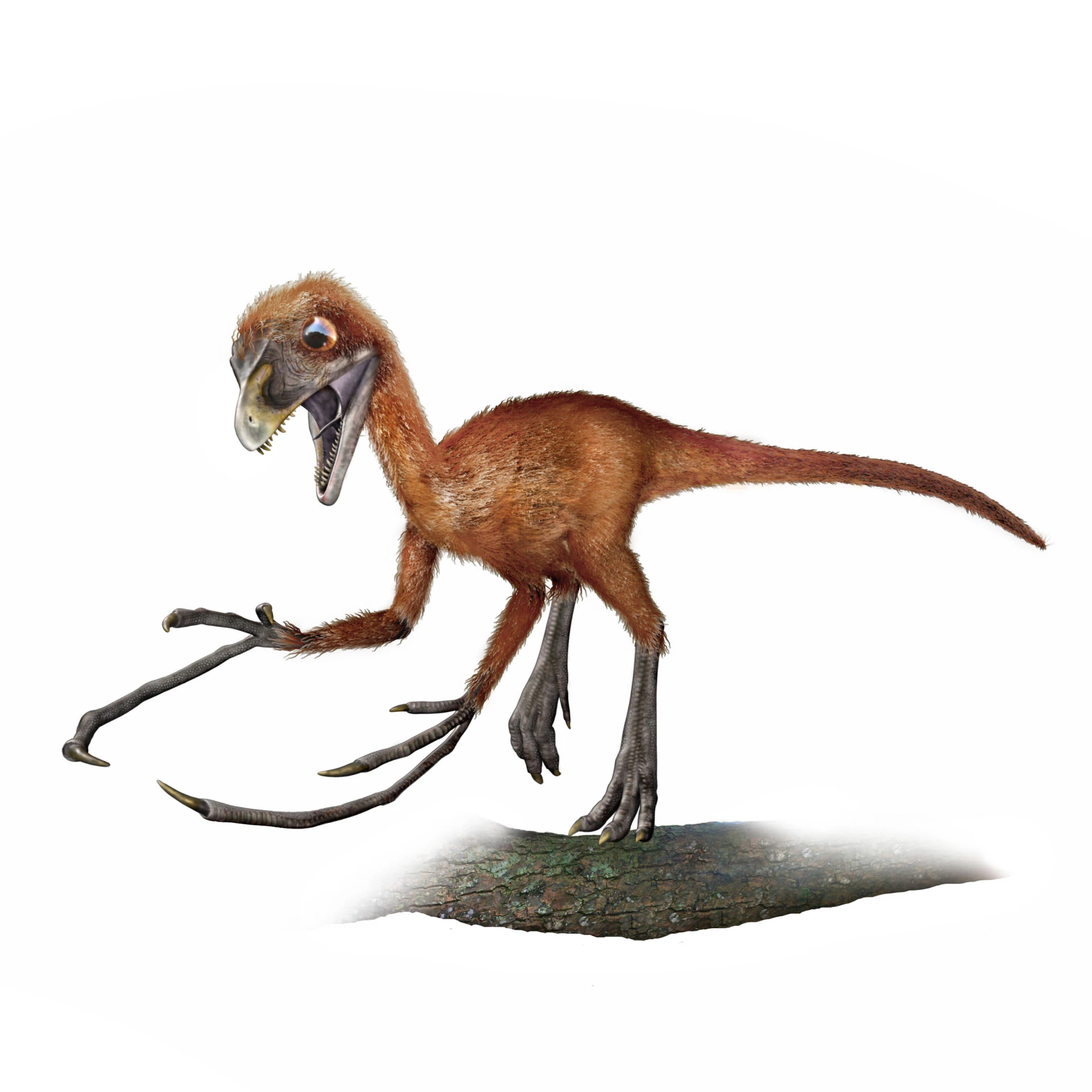 Scansoriopteryx