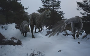 Yutyranusinsnow.jpg (142 KB)